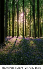 Dappled sunset light filtering between trunks, low sun casting pink and purple hues across bluebell carpet, long shadows and soft gradients