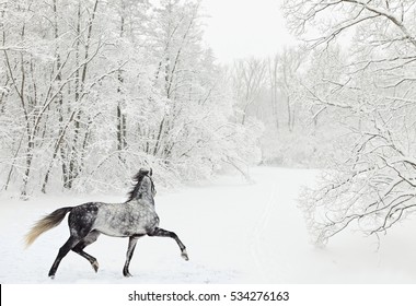 Dapple-grey Arabian Horse In Motion On Snow Field