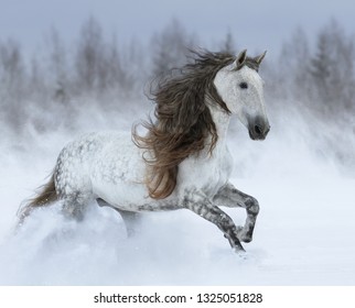 Dapple-grey Purebred Andalusian horse with long mane galloping during blizzard across winter snowy field.