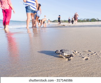 DAR ES SALAAM, TANZANIA - JULY 27, 2015: Small Green Sea Turtle (Chelonia Mydas) On Its Way To The Sea On Kutani Beach In Tanzania, Africa, Shortly After Hatching From Its Egg.