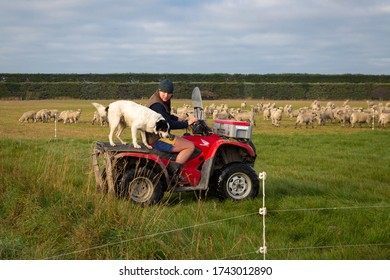 Darfield, Canterbury, New Zealand, May 28 2020: A Farmer And His Sheep Dog Shift Break Fencing For Sheep Using A Quad Bike To Get Around The Farm On