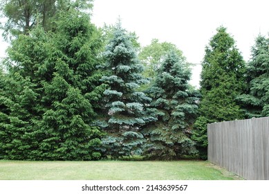 Darien, Illinois, USA. June 20, 2020. The corner of a suburban back yard boarded by evergreens and a wood fence.