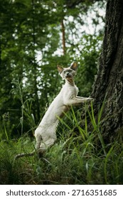 A daring Devon Rex climbing a tree, embodying the spirit of exploration.