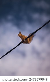 A daring squirrel faces the storm