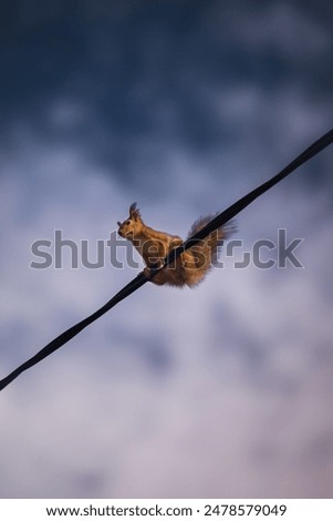 A daring squirrel faces the storm