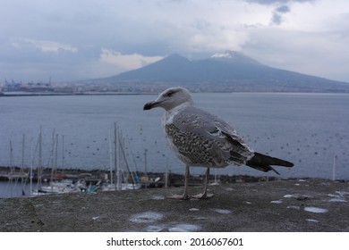 Daring  White Seagull Bird , 
Naples Attraction 
Against The Background Of Winter Vesuvius