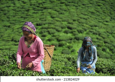 DARJEELING, INDIA,  - July. 3. 2014: Women Pick Up Tea Leafs By Hand At Tea Garden In Darjeeling, One Of The Best Quality Tea In The World, India