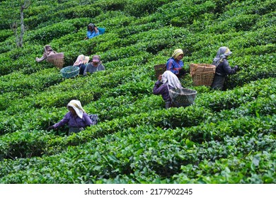 DARJEELING, INDIA, - June 23,2022 Harvesting, Rural Women Workers Plucking Tender Tea Shoots In Gardens Of Darjeeling, One Of The Best Quality Tea In The World, India