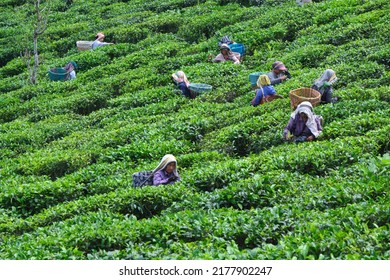 DARJEELING, INDIA, - June 23,2022 Harvesting, Rural Women Workers Plucking Tender Tea Shoots In Gardens Of Darjeeling, One Of The Best Quality Tea In The World, India