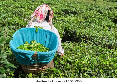 DARJEELING, INDIA, - June 23,2022 Harvesting, Rural Women Workers Plucking Tender Tea Shoots In Gardens Of Darjeeling, One Of The Best Quality Tea In The World, India