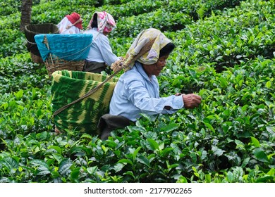 DARJEELING, INDIA, - June 23,2022 Harvesting, Rural Women Workers Plucking Tender Tea Shoots In Gardens Of Darjeeling, One Of The Best Quality Tea In The World, India