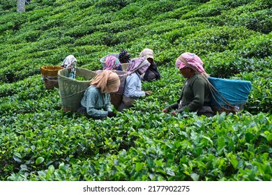 DARJEELING, INDIA, - June 23,2022 Harvesting, Rural Women Workers Plucking Tender Tea Shoots In Gardens Of Darjeeling, One Of The Best Quality Tea In The World, India