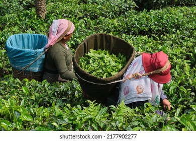 DARJEELING, INDIA, - June 23,2022 Harvesting, Rural Women Workers Plucking Tender Tea Shoots In Gardens Of Darjeeling, One Of The Best Quality Tea In The World, India