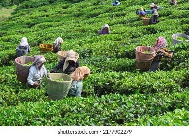 DARJEELING, INDIA, - June 23,2022 Harvesting, Rural Women Workers Plucking Tender Tea Shoots In Gardens Of Darjeeling, One Of The Best Quality Tea In The World, India