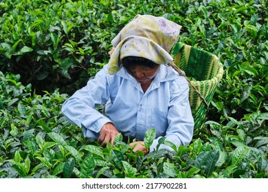 DARJEELING, INDIA, - June 23,2022 Harvesting, Rural Women Workers Plucking Tender Tea Shoots In Gardens Of Darjeeling, One Of The Best Quality Tea In The World, India