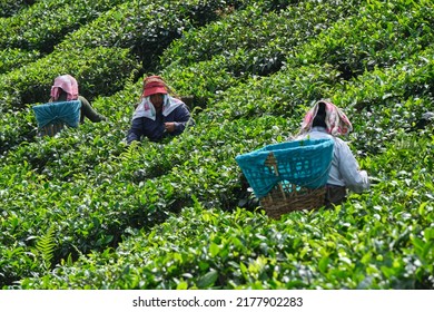 DARJEELING, INDIA, - June 23,2022 Harvesting, Rural Women Workers Plucking Tender Tea Shoots In Gardens Of Darjeeling, One Of The Best Quality Tea In The World, India