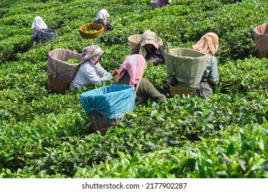 DARJEELING, INDIA, - June 23,2022 Harvesting, Rural Women Workers Plucking Tender Tea Shoots In Gardens Of Darjeeling, One Of The Best Quality Tea In The World, India