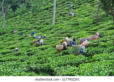 DARJEELING, INDIA, - June 23,2022 Harvesting, Rural Women Workers Plucking Tender Tea Shoots In Gardens Of Darjeeling, One Of The Best Quality Tea In The World, India