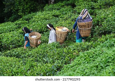 DARJEELING, INDIA, - June 23,2022 Harvesting, Rural Women Workers Plucking Tender Tea Shoots In Gardens Of Darjeeling, One Of The Best Quality Tea In The World, India