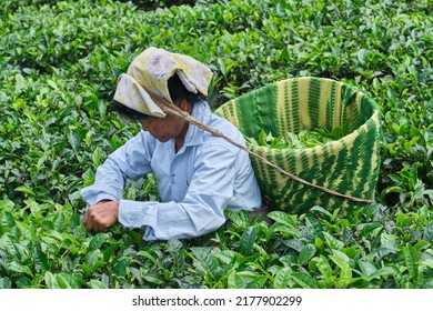 DARJEELING, INDIA, - June 23,2022 Harvesting, Rural Women Workers Plucking Tender Tea Shoots In Gardens Of Darjeeling, One Of The Best Quality Tea In The World, India