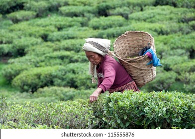 DARJEELING, INDIA - MAY 20: Women Picks Tea Leafs On The Famous Darjeeling Tea Garden During The Monsoon Season On May 20, 2011. The Majority Of The Local Population Are Immigrant Nepalis. INDIA