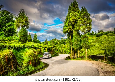 Darjeeling / India - September 2, 2012: Silver Car On Road Winding Through Rolling Hills Of Tea Plantation Fields In Darjeeling, India.