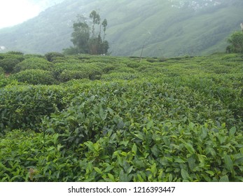 Darjeeling Tea Estate Landscape