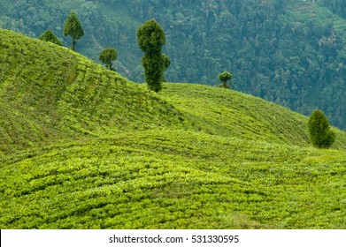 Darjeeling Tea Garden