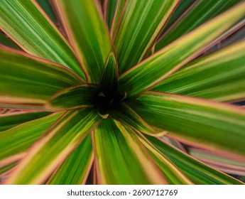 Dark, abstract close-up emphasizing the sharp, linear detail of the Dracaena marginata leaves, focusing on the deep green heart and subtle yellow-pink edges.