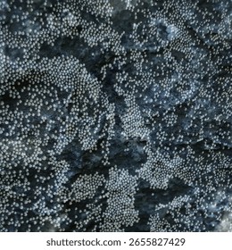 Dark abstract texture featuring a mottled blue and gray surface densely covered with thousands of small white dot clusters. The pattern resembles mold, a celestial star field, or biological colony 