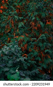 Dark Aesthetic Green Orange Foliage Vertical Photography Floral Autumn Background Concept 