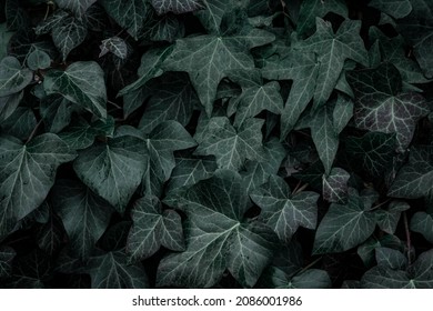 Dark Aesthetic Ivy Leaves (Hedera Helix) Pattern Growing Over The Wall, Green Foliage Background, Abstract Leaf  Texture Design,darkness