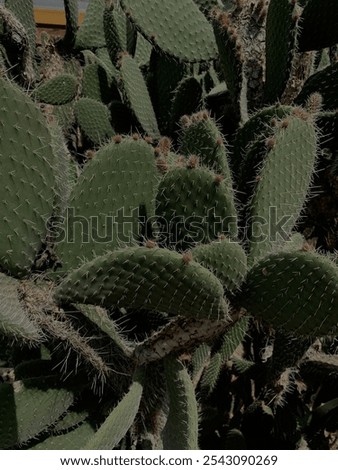 Similar – Image, Stock Photo cacti Green Botany Nature