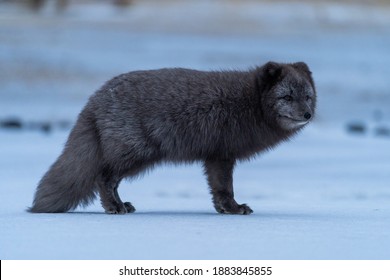 Dark Arctic Fox Thorsmork Valley Iceland Stock Photo 1883845855 ...