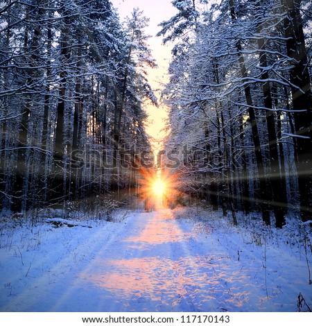Dark atmospheric landscape of snow-covered evergreen forest at sunset. Pathway, rural road. Golden sunlight, sunbeams. Pine, fir, spruce trees. Winter wonderland. Ecology, global warming, ecotourism