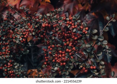 

Dark Autumn Floral Background. Red And Green Leaves Of The Plant. Toned