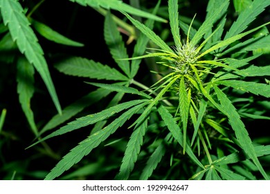 大麻草图片 库存照片和矢量图 Shutterstock