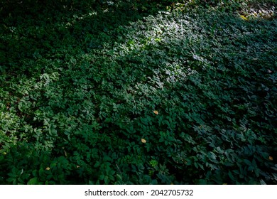 dark background image of light and shadows on green forest gound.