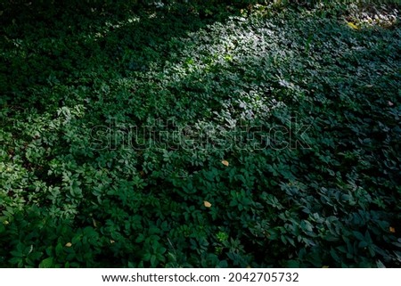 dark background image of light and shadows on green forest gound.