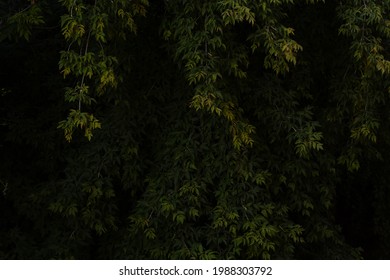 Dark Background Of Many Manitoba Maple Leaves