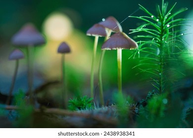 Dark background. Selective focus and defocused background. Mushrooms containing psilocybin grow in the forest.