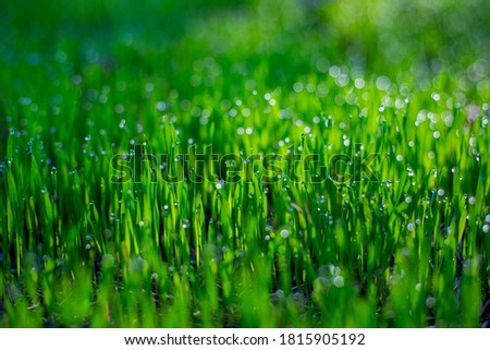 dark background of young green grass with dew drops and gentle bokeh. Template, place for text.Selective focus.