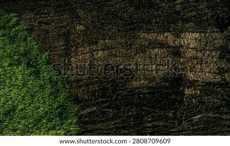 dark bark and green moss with copyspace for text 