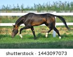 Dark bay Akhal Teke stallion running in trot along white fence in summer paddock and sniffing the ground. In motion, side view.