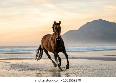 Dark Bay horse galloping in the water on the beach with ocean in the background
