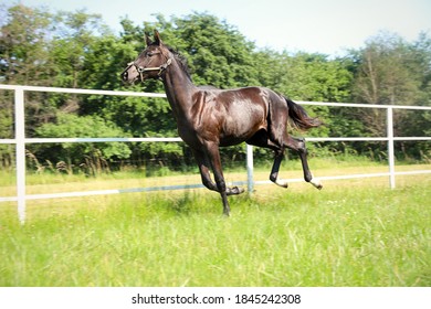 Dark bay horse in paddock on sunny day. Beautiful pet - Shutterstock ID 1845242308