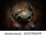 Dark Beauty: 4K Ultra HD Image of Fresh Blue Crab in Darkness