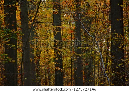 Similar – autumn impression Ambience