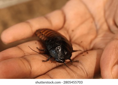Dark beetle held in open hand, close-up