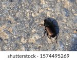 dark beetle on stone macro